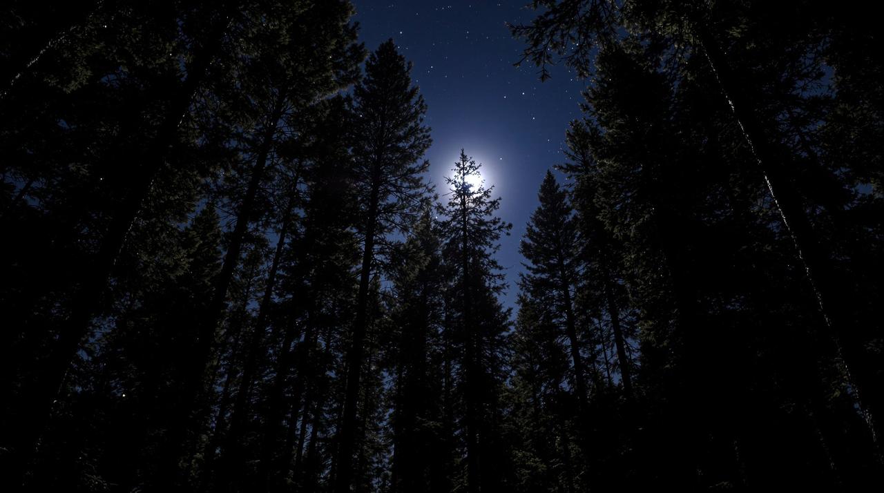 免费a视频 - 月光下的松林，夜景治愈类治愈短视频